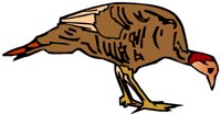 TURKEY.BMP