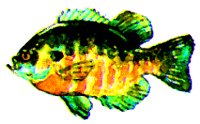 SUNFISH.BMP