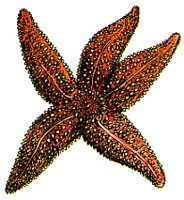 STARFISH.BMP