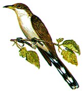 SPARROW.BMP