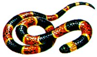 SNAKE2.BMP
