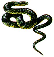 SNAKE1.BMP