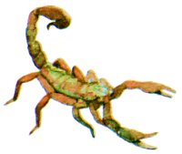SCORPION.BMP