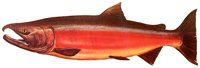 SALMON.BMP