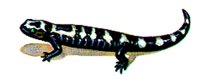SALMANDR.BMP