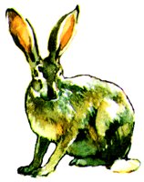 RABBIT.BMP