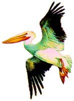 PELICAN.BMP