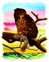 OWL.BMP