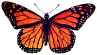 MOTH.BMP