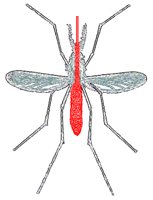 MOSQUITO.BMP