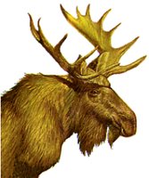 MOOSE.BMP