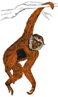 MONKEY.BMP
