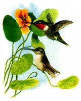 HUMBIRD.BMP