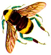 HONEYBEE.BMP