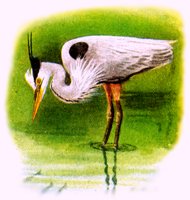 HERON.BMP
