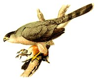 HAWK.BMP