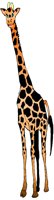 GIRAFFE.BMP
