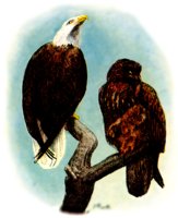 EAGLE.BMP