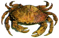 CRAB.BMP