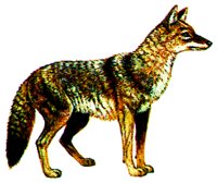 COYOTE.BMP