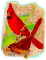 CARDINAL.BMP