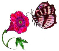 BUTTRFLY.BMP
