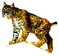 BOBCAT.BMP