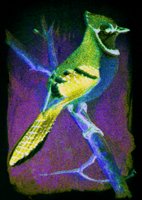BLUEJAY.BMP