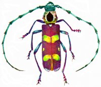 BEETLE2.BMP