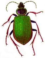 BEETLE1.BMP