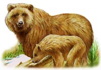 BEARS.BMP
