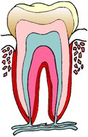 TOOTH.BMP