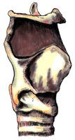 THEKNEE.BMP