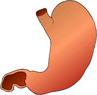 STOMACH2.BMP