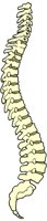 SPINE.BMP