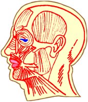 SKULMULS.BMP