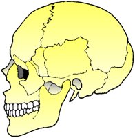 SKULL.BMP