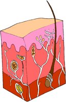 SKIN.BMP