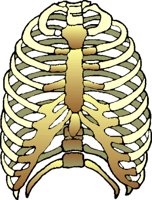 RIBCAGE.BMP