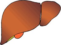 LIVER.BMP