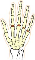 HANDBONE.BMP