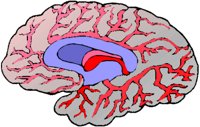 BRAIN2.BMP