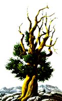 TREE.BMP