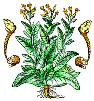 TOBACCO.BMP