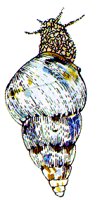 SHELL5.BMP