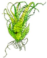 PLANT5.BMP