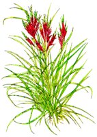 PLANT4.BMP