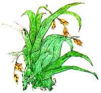 PLANT2.BMP