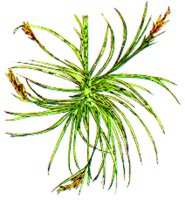 PLANT1.BMP