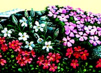 FLOWERS.BMP